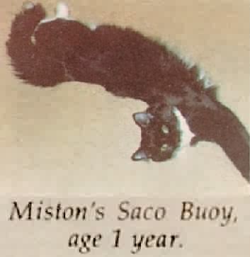 Miston's Saco Buoy